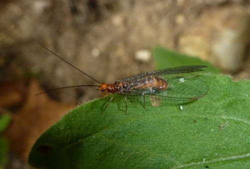 Réf. 185 423 : Nothochrysa capitata